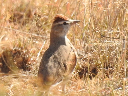 Red-capped Lark (Calandrella cinerea)