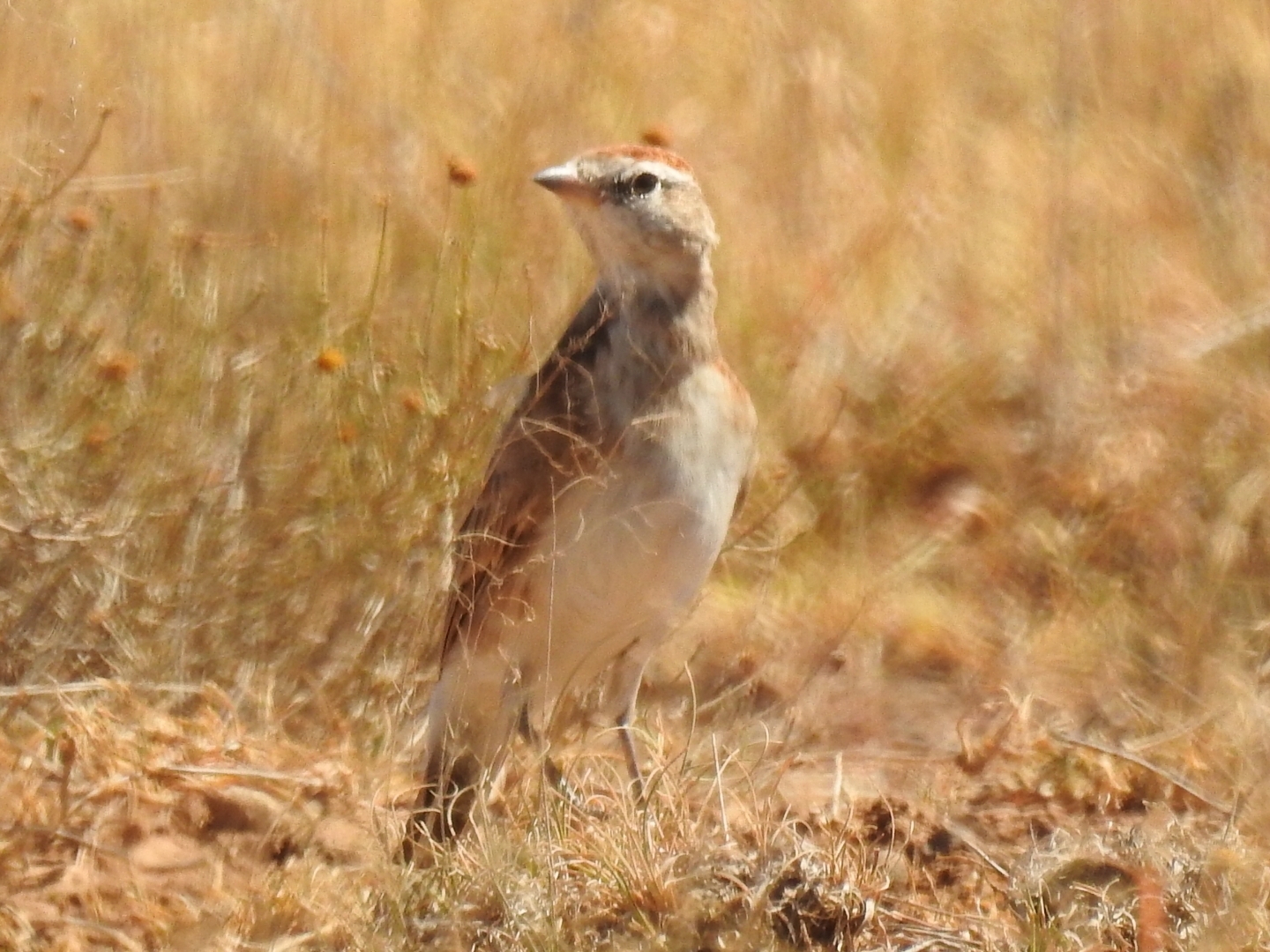 Red-capped Lark (Calandrella cinerea), photo 2
