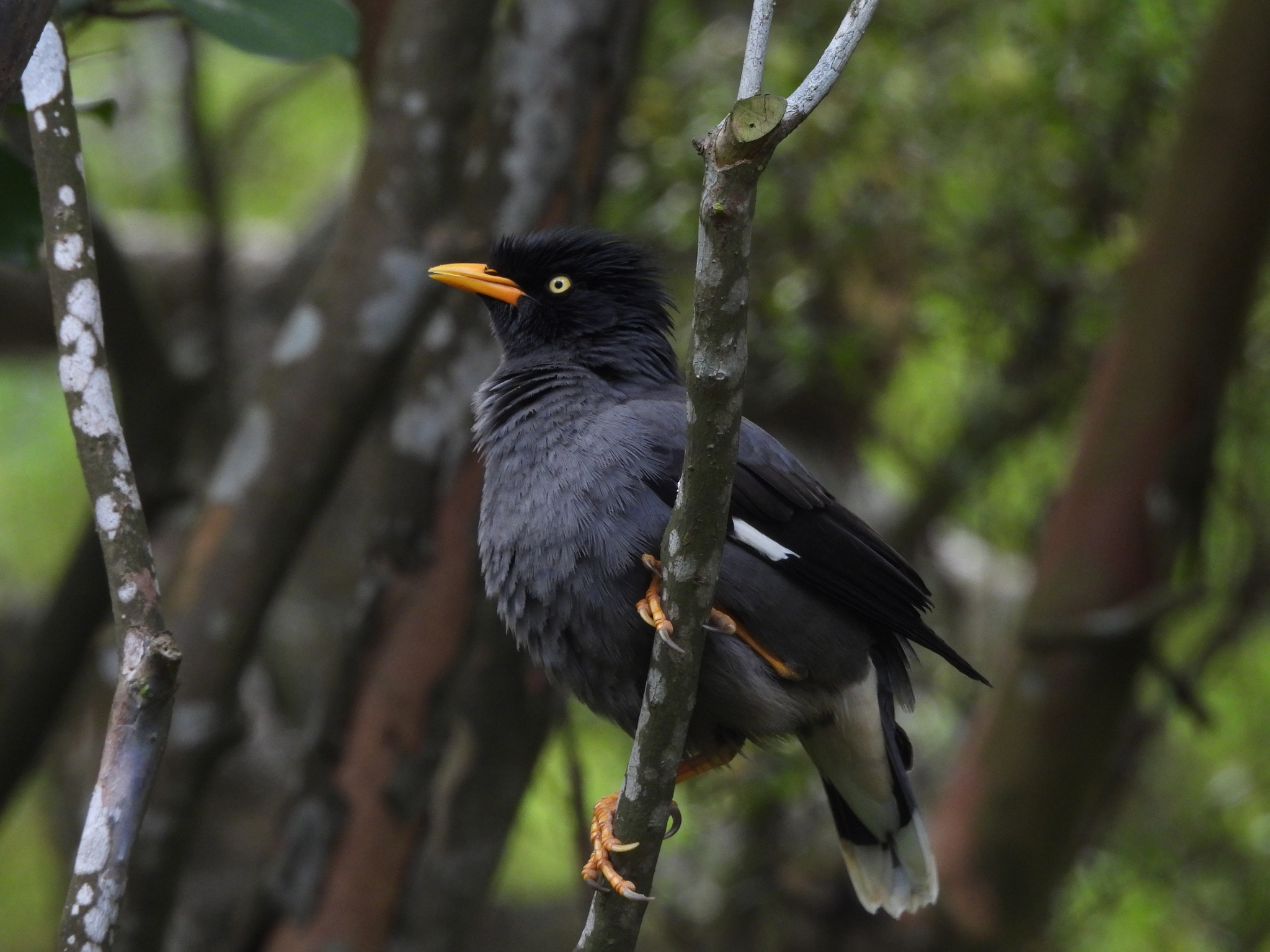Javan Myna (Acridotheres javanicus), photo 4