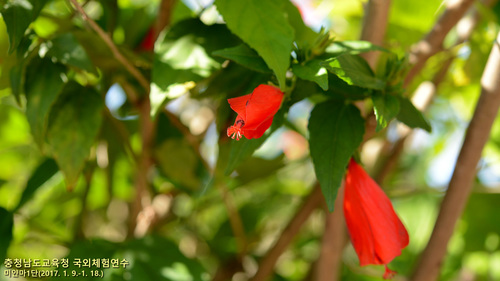Sleeping Hibiscus