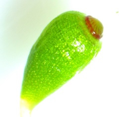 Funaria flavicans