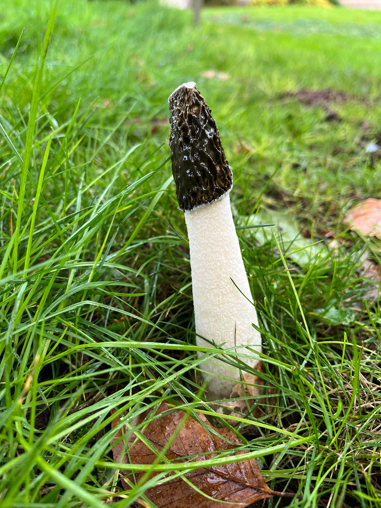 Phallus impudicus · November 2025 · photo: © geoffwilmer (iNaturalist, cc0)