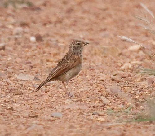 iNaturalist image