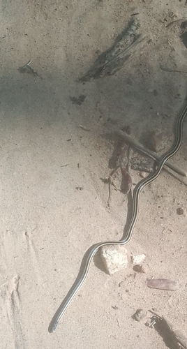 Congo Two-headed Snake