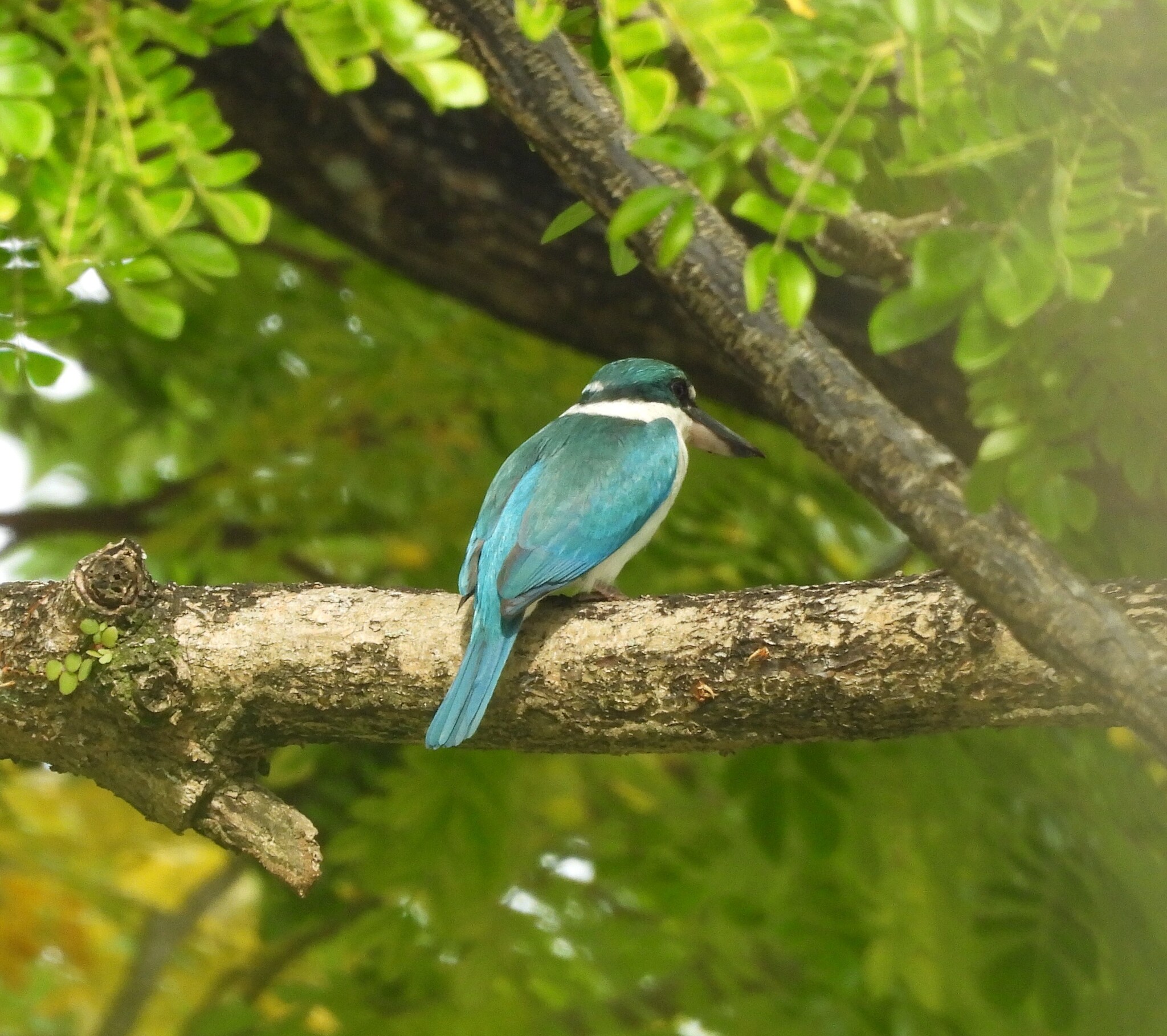 Collared Kingfisher (Todiramphus chloris), photo 3