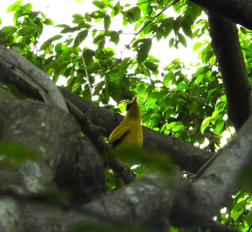 Black-naped Oriole (Oriolus chinensis), photo 3