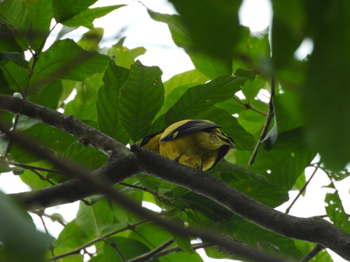 Black-naped Oriole (Oriolus chinensis), photo 4