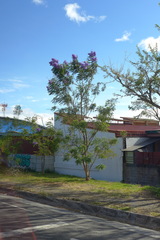 Jacaranda mimosifolia