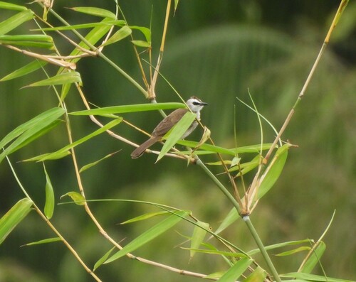 Yellow-vented Bulbul (Pycnonotus goiavier), photo 6