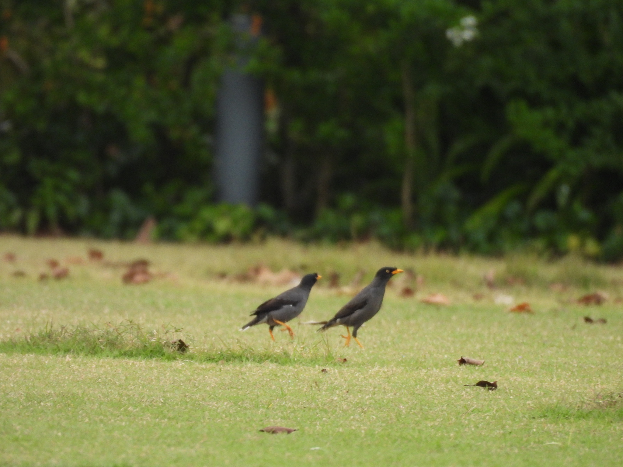 Javan Myna (Acridotheres javanicus), photo 6