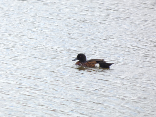Chestnut Teal (Anas castanea), photo 5