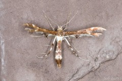 Geina tenuidactylus