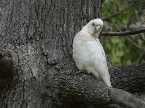 Little Corella (Cacatua sanguinea), photo 4