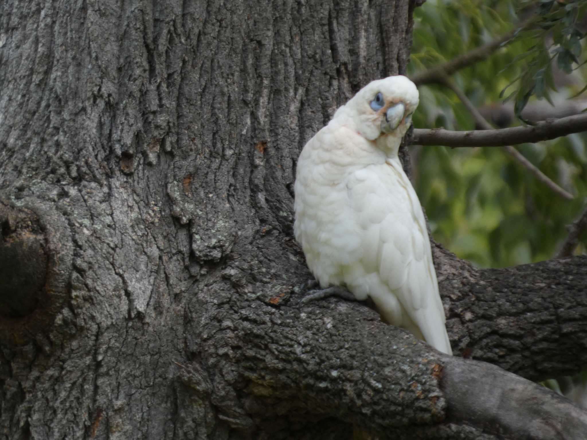 Little Corella (Cacatua sanguinea), photo 5