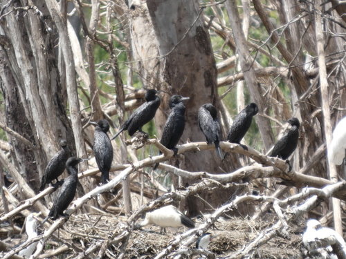 Little Black Cormorant (Phalacrocorax sulcirostris), photo 7