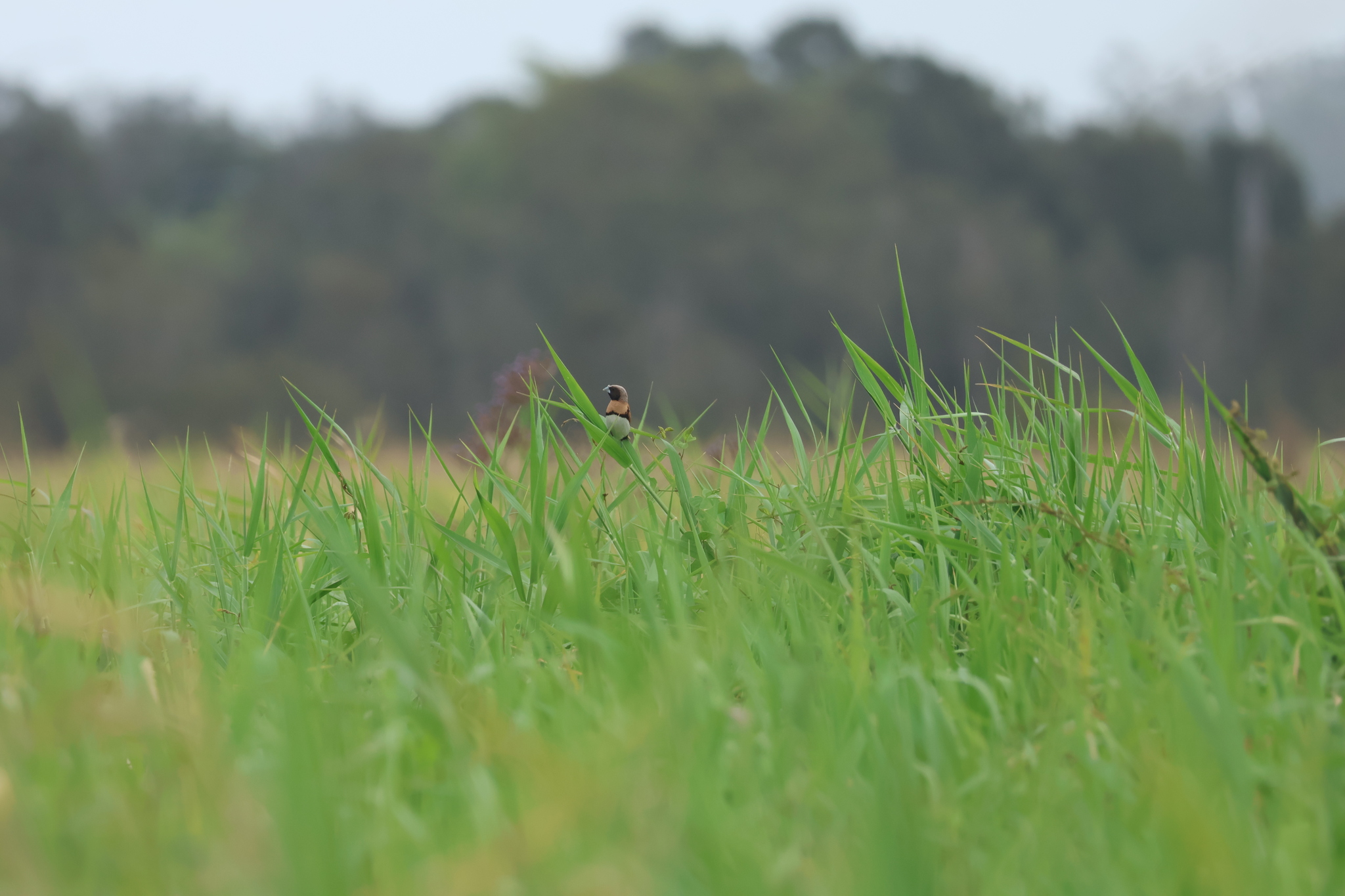 Chestnut-breasted Mannikin (Lonchura castaneothorax), photo 3