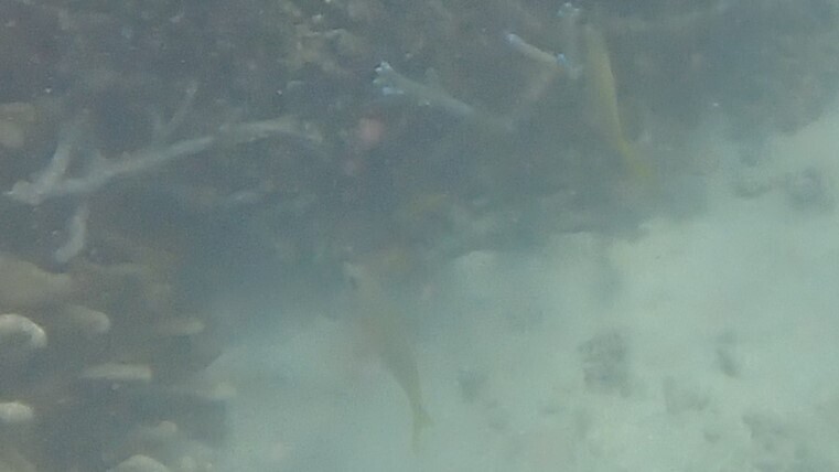 Blue-spotted spinefoot (Siganus corallinus)