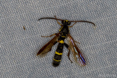 Metopiinae