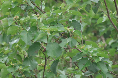 Mangrove Honeyeater (Gavicalis fasciogularis)