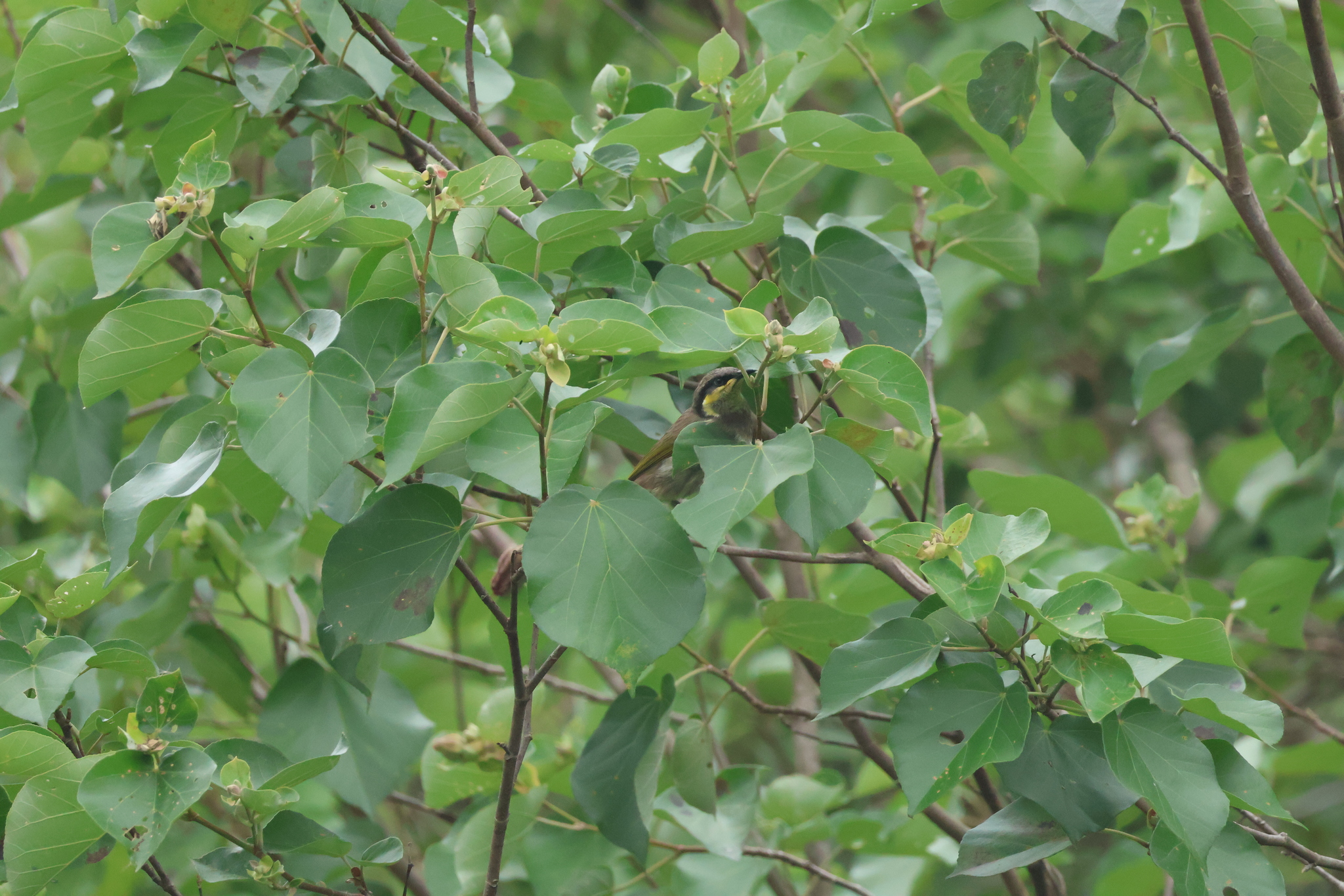 Mangrove Honeyeater (Gavicalis fasciogularis), photo 1
