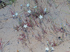 Longflower Annual Catchfly - Photo (c) Felix Riegel, some rights reserved (CC BY-NC), uploaded by Felix Riegel