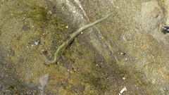 Nereididae