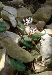 Cyclamen repandum repandum