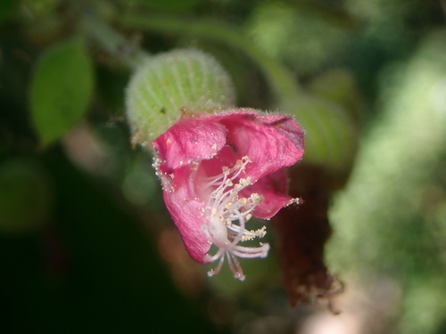 Pavonia malacophylla, photograph 6