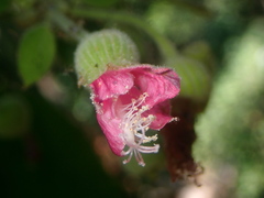 Pavonia malacophylla, photograph author not stated, no rights reserved