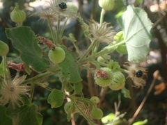author not stated, no rights reserved Pavonia malacophylla, photograph author not stated, no rights reserved