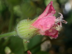 author not stated, no rights reserved Pavonia malacophylla, photograph author not stated, no rights reserved