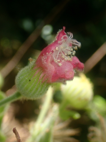Pavonia malacophylla, photograph 5