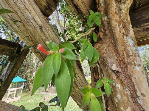 Nematanthus fissus, photograph 6