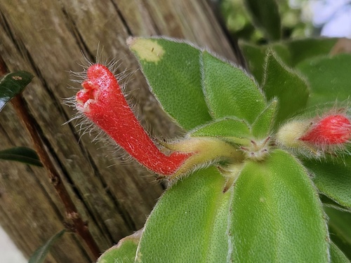 Nematanthus fissus, photograph 3