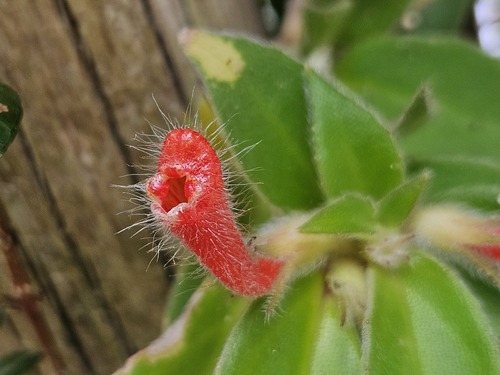 Nematanthus fissus, photograph 4