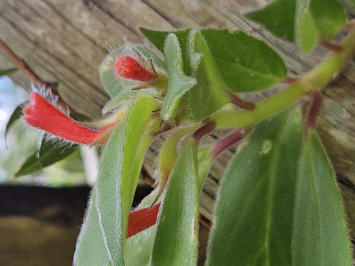 Nematanthus fissus, photograph 5