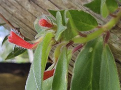 Nematanthus fissus, photograph author not stated, no rights reserved