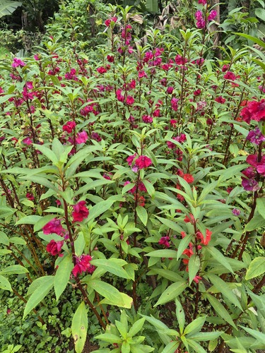 Garden balsam