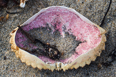 Metacarcinus anthonyi