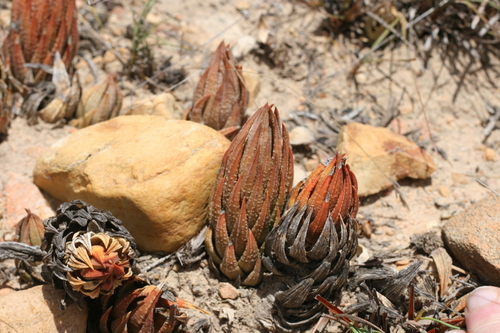 Haworthiopsis glauca var. herrei 4