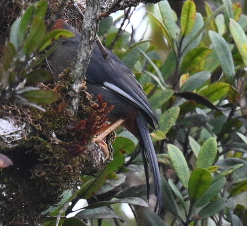 Chestnut-hooded Laughingthrush