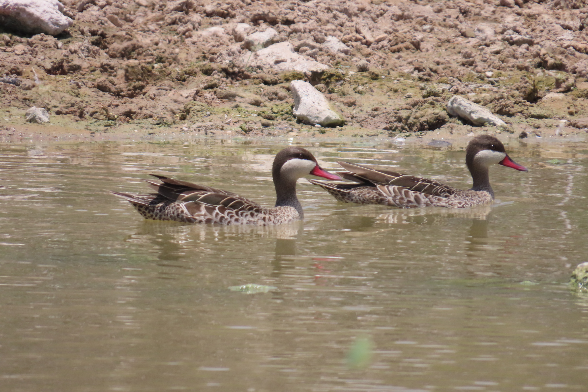 Red-billed Teal (Anas erythrorhyncha), photo 2
