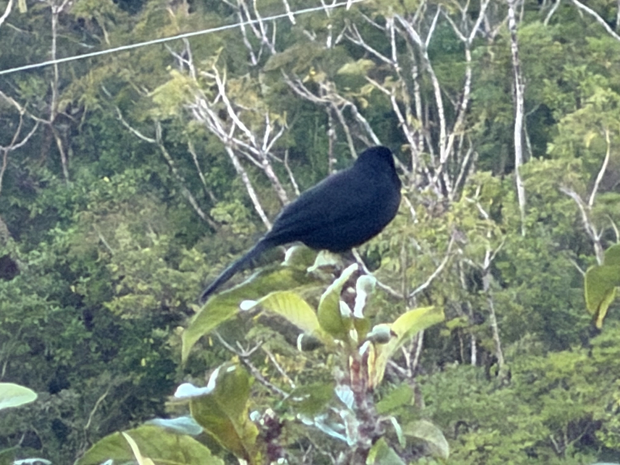 Melodious Blackbird (Dives dives), photo 1