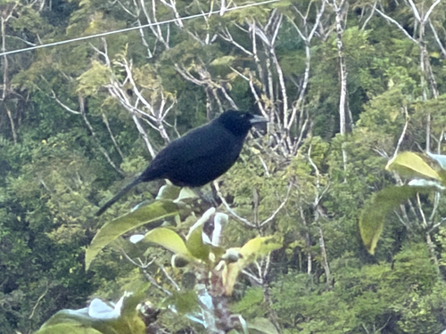 Melodious Blackbird (Dives dives), photo 2