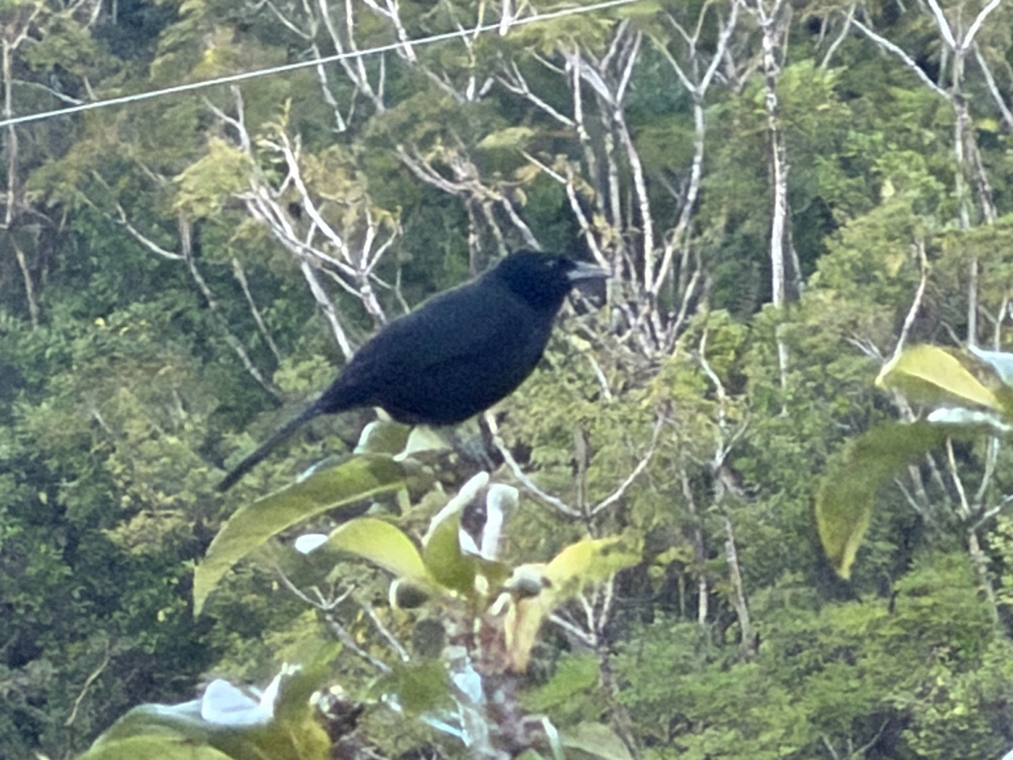Melodious Blackbird (Dives dives), photo 2
