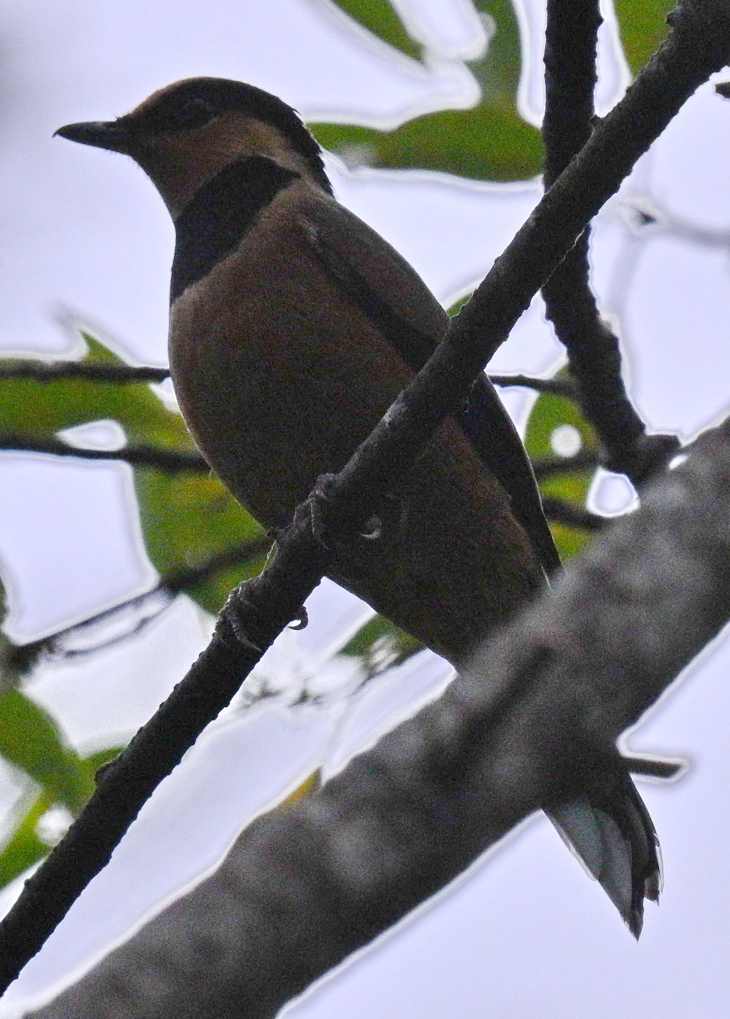 Fruithunter (Chlamydochaera jefferyi), photo 5