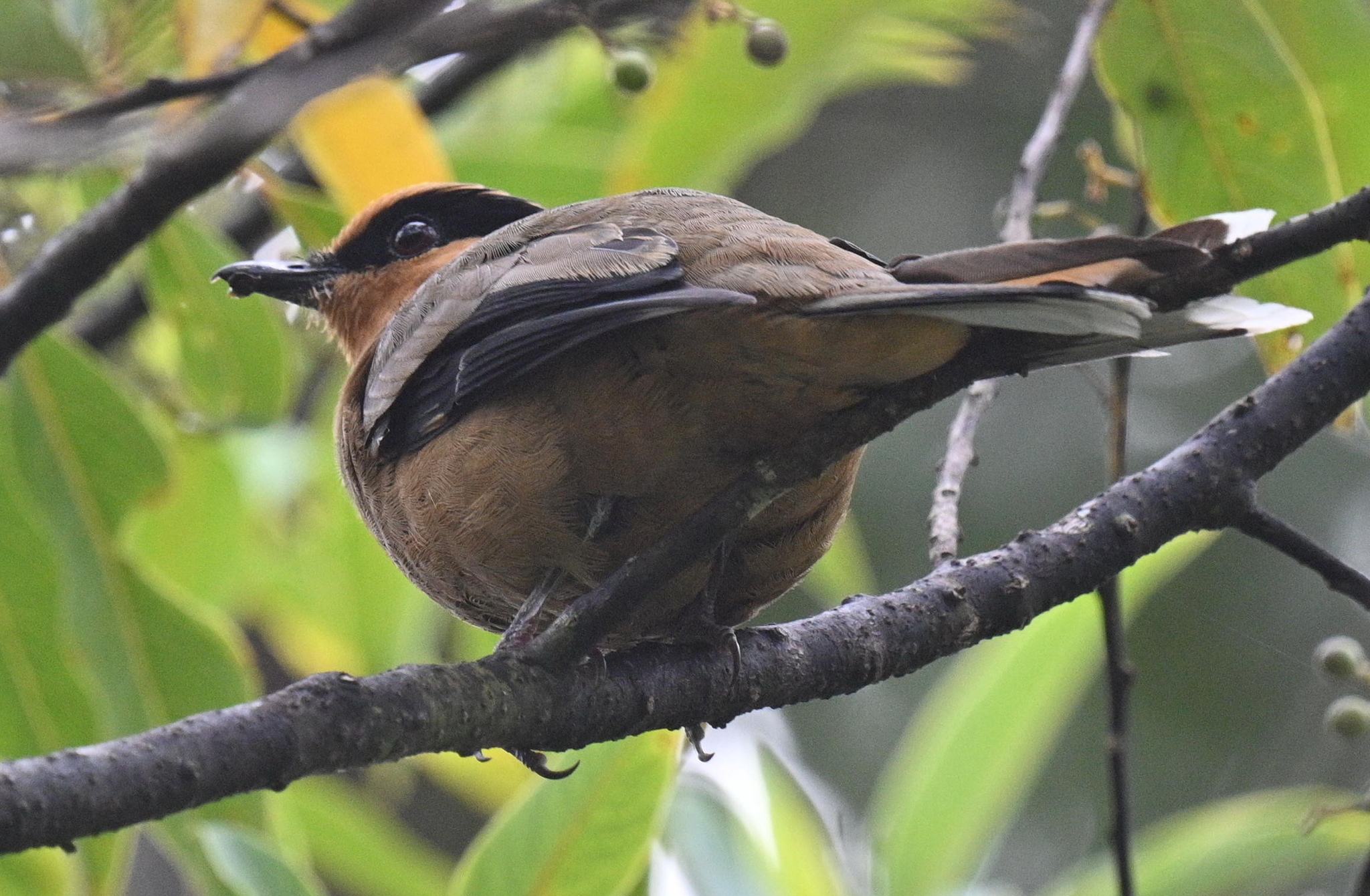 Fruithunter (Chlamydochaera jefferyi), photo 6