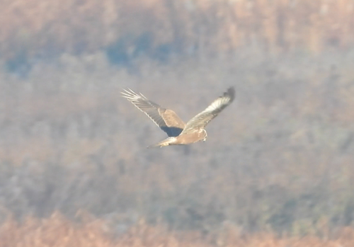 Eastern Marsh Harrier