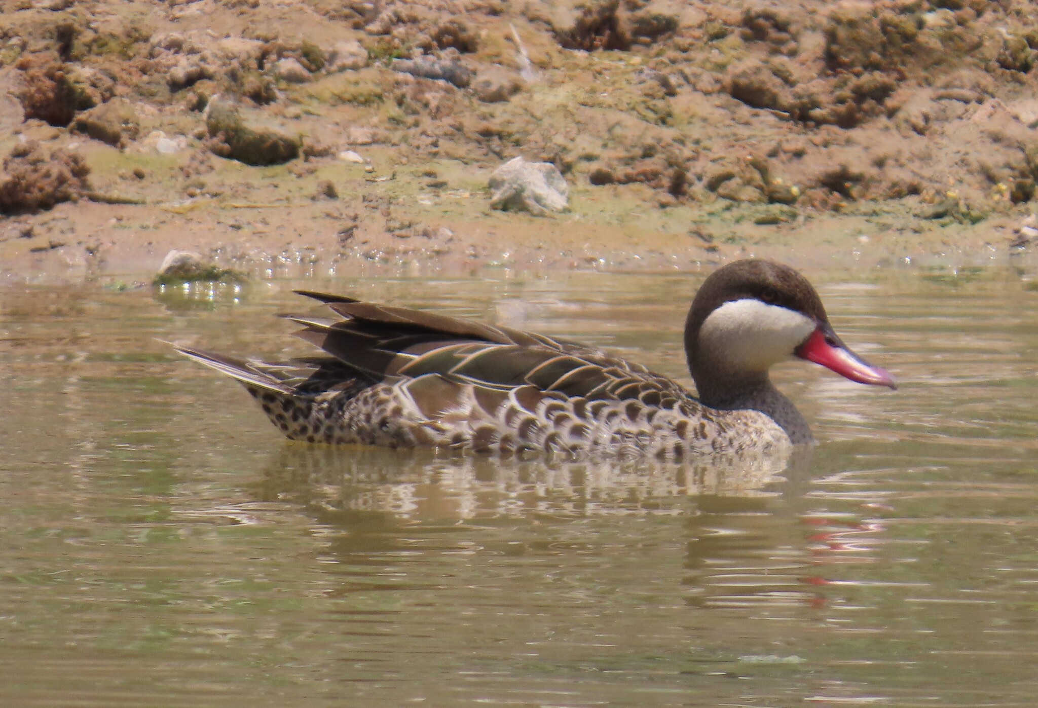 Red-billed Teal (Anas erythrorhyncha), photo 1