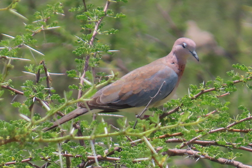 Laughing Dove